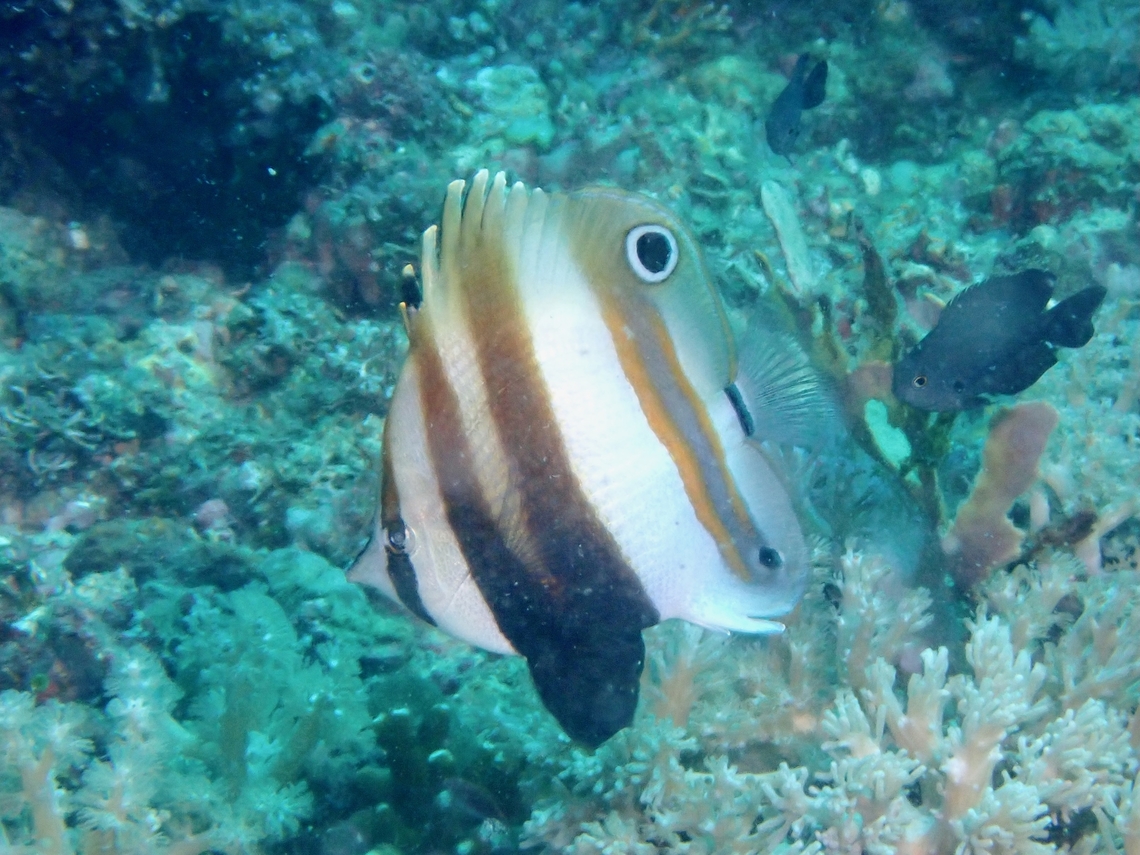 Two-Eyed Coralfish - Coradion melanopus  Anilao,Batangas,Coradion melanopus,Coralfish,Fish,Philippines,Two-Eyed Coralfish