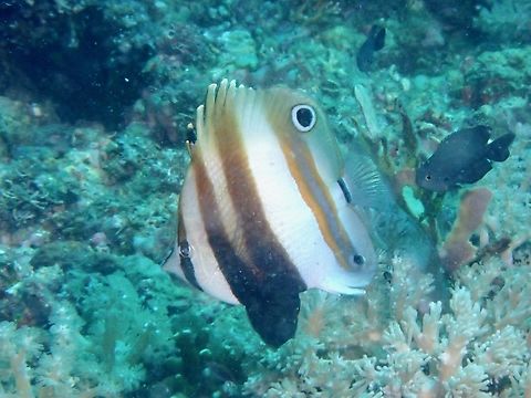 Two-Eyed Coralfish - Coradion melanopus  Anilao,Batangas,Coradion melanopus,Coralfish,Fish,Philippines,Two-Eyed Coralfish