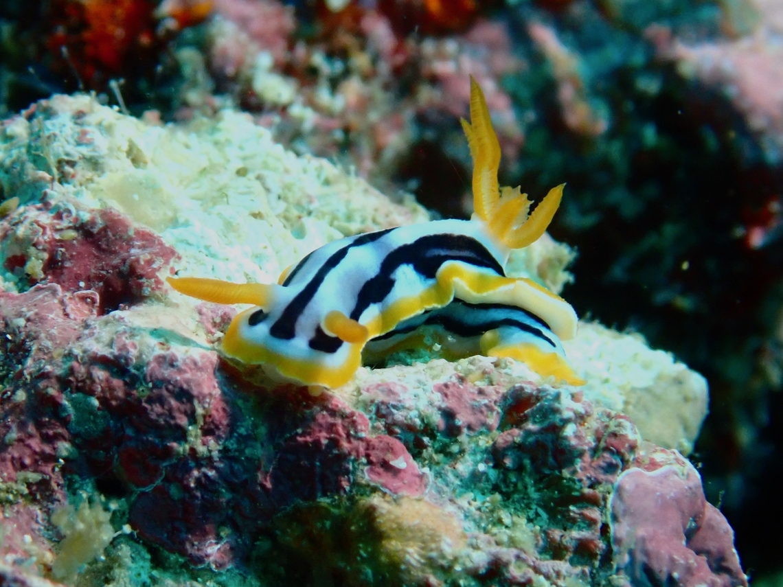 Streaked Chromodoris - Chromodoris strigata  Anilao,Batangas,Chromodoris strigata,Nudibranch,Philippines,Streaked Chromodoris