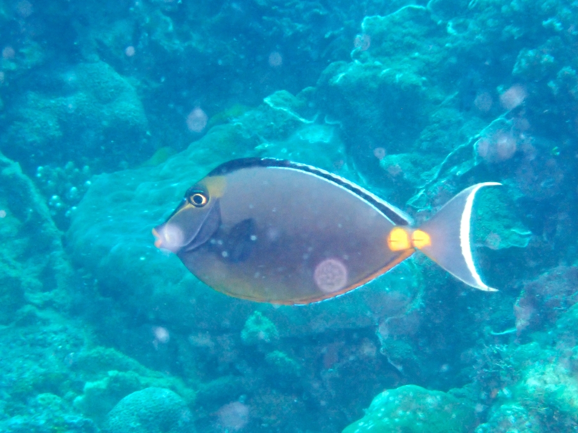 Elegant Unicornfish - Naso elegans  Anilao,Batangas,Elegant Unicornfish,Fish,Naso elegans,Philippines,Unicornfish