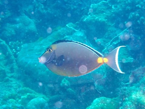 Elegant Unicornfish