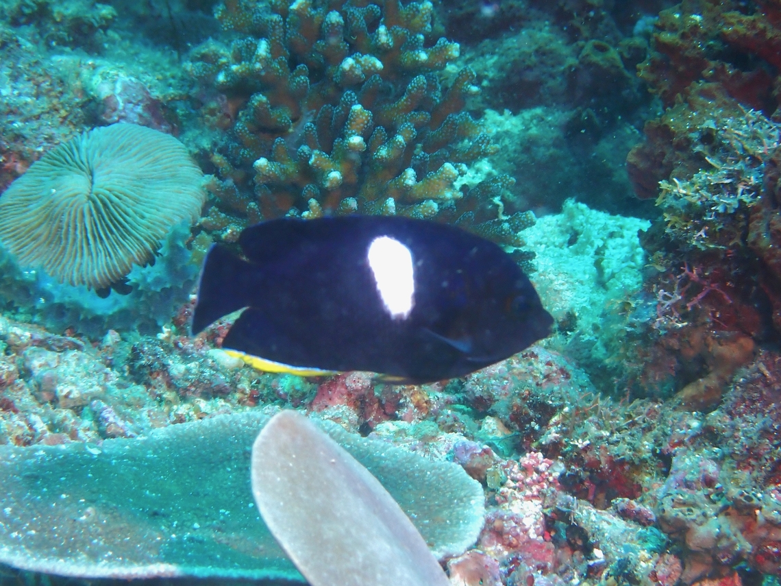 Keyhole Angelfish - Centropyge tibicen A fairly common fish, but not the most striking of Angelfish which are generally known for their bright colours and beautiful markings. Angelfish,Anilao,Batangas,Centropyge tibicen,Fish,Keyhole Angelfish,Philippines
