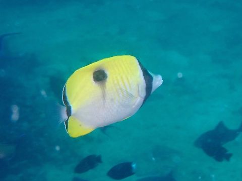 Teardrop Butterflyfish - Chaetodon unimaculatus  Anilao,Batangas,Butterflyfish,Chaetodon unimaculatus,Fish,Philippines,Teardrop Butterflyfish