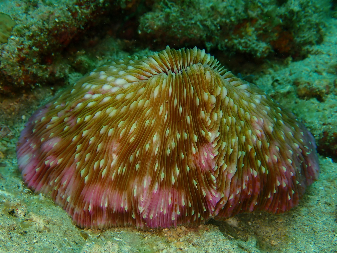Plate Corals - Lobactis scutaria  Anilao,Batangas,Corals,Lobactis scutaria,Philippines,Plate Corals,Stony Corals
