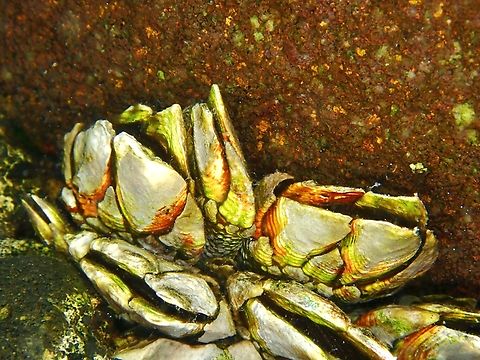 Goose Barnacles - Capitulum mitella  Anilao,Barnacles,Batangas,Capitulum mitella,Goose Barnacles,Philippines
