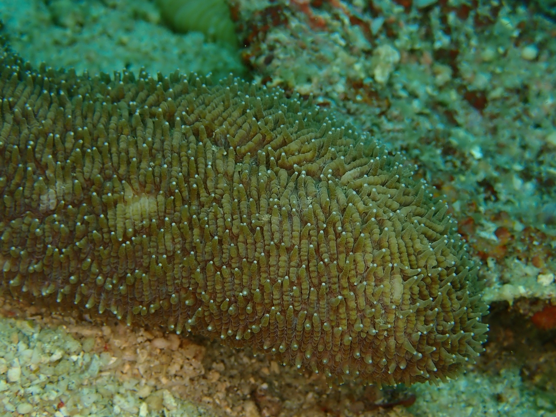 Tongue Coral - Herpolitha limax Coral in full :<br />
<br />
<figure class="photo"><a href="https://www.jungledragon.com/image/134215/tongue_coral_-_herpolitha_limax.html" title="Tongue Coral - Herpolitha limax"><img src="https://s3.amazonaws.com/media.jungledragon.com/images/2994/134215_thumb.jpeg?AWSAccessKeyId=05GMT0V3GWVNE7GGM1R2&Expires=1759968010&Signature=WfKIy6Q6nmHSrsHJ7R%2Bn5l4LG5o%3D" width="200" height="150" alt="Tongue Coral - Herpolitha limax Close-up :<br />
<br />
https://www.jungledragon.com/image/134214/tongue_coral_-_herpolitha_limax.html Anilao,Batangas,Coral,Herpolitha limax,Philippines,Stony Coral,Tongue Coral" /></a></figure> Anilao,Batangas,Coral,Herpolitha limax,Philippines,Stony Coral,Tongue Coral