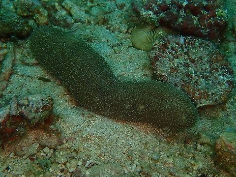 Tongue Coral - Herpolitha limax Close-up :

https://www.jungledragon.com/image/134214/tongue_coral_-_herpolitha_limax.html Anilao,Batangas,Coral,Herpolitha limax,Philippines,Stony Coral,Tongue Coral