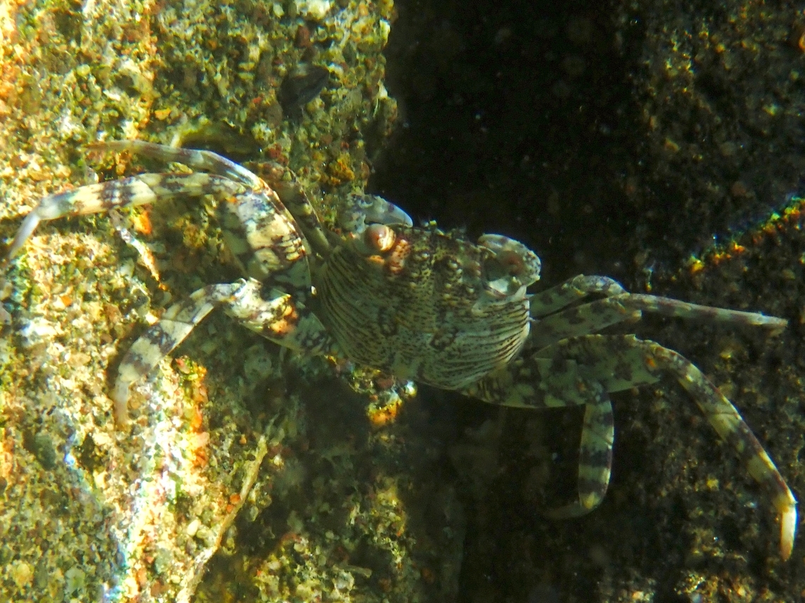 Mottled Lightfoot Crab - Grapsus albolineatus  Anilao,Batangas,Crab,Grapsus albolineatus,Lightfoot Crab,Mottled Lightfoot Crab,Philippines