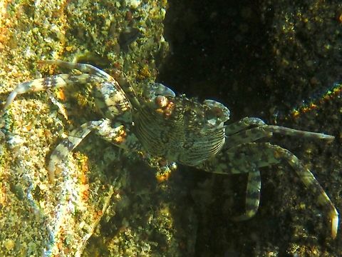 Mottled Lightfoot Crab - Grapsus albolineatus  Anilao,Batangas,Crab,Grapsus albolineatus,Lightfoot Crab,Mottled Lightfoot Crab,Philippines