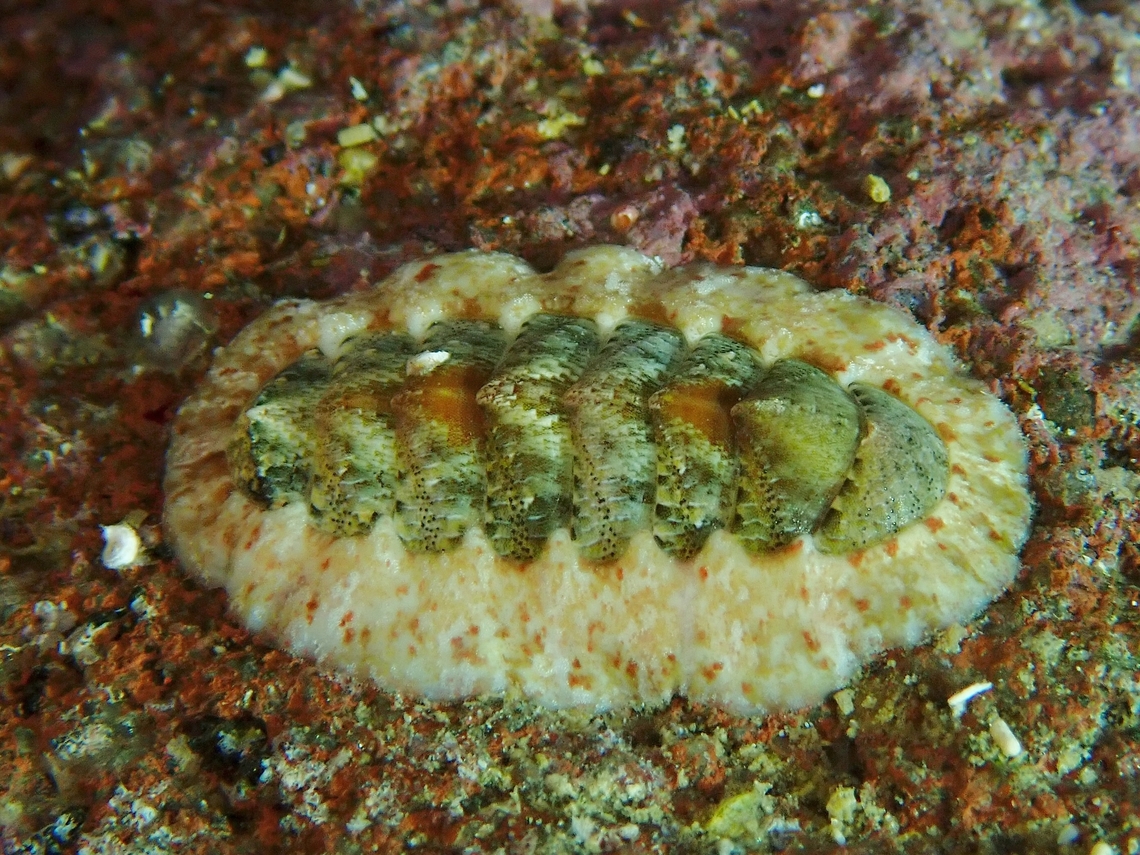 Chiton - Lucilina lamellosa  Anilao,Batangas,Chiton,Lucilina lamellosa,Philippines