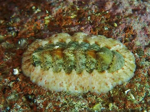 Chiton - Lucilina lamellosa  Anilao,Batangas,Chiton,Lucilina lamellosa,Philippines
