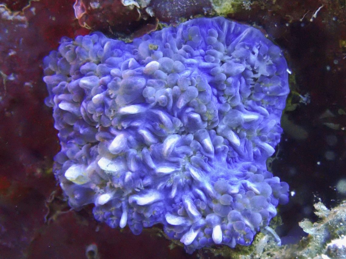 Bubble Corals - Plerogyra sinuosa Bubble Corals are Stony Corals which refers to the base or main structure, and are visible when the bubbles are retracted as shown in this picture.   <br />
<br />
This Species is listed as Near Threatened under the IUCN Red List. Anilao,Batangas,Bubble Coral,Coral,Philippines,Plerogyra sinuosa