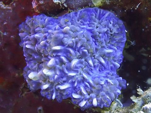 Bubble Corals - Plerogyra sinuosa Bubble Corals are Stony Corals which refers to the base or main structure, and are visible when the bubbles are retracted as shown in this picture.   

This Species is listed as Near Threatened under the IUCN Red List. Anilao,Batangas,Bubble Coral,Coral,Philippines,Plerogyra sinuosa