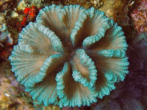 Common Lettuce Coral