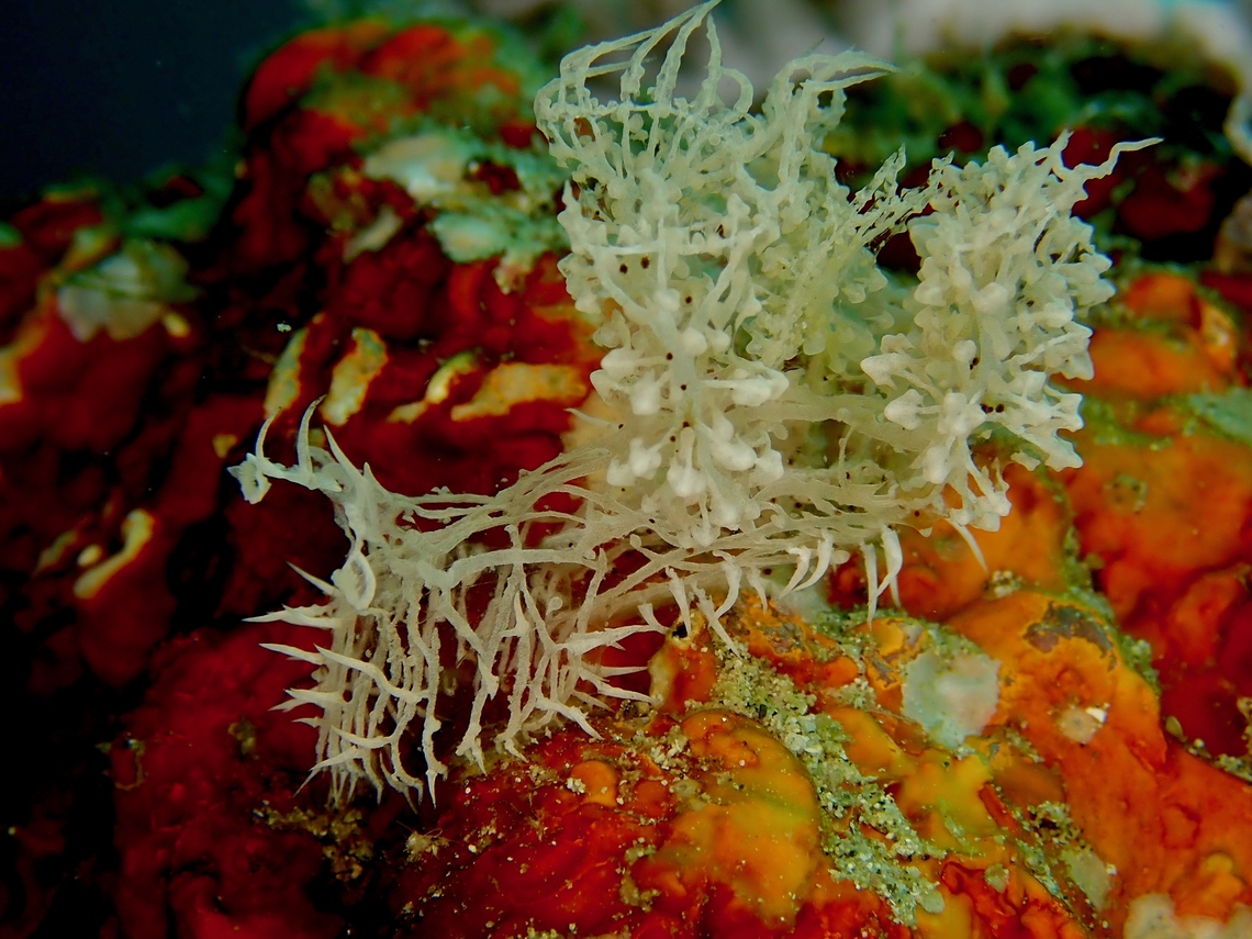 Holy Grail of Nudibranch Not colourful like typical Nudibranch but their uniqueness and the difficulty of finding them makes this species a highly sought after critter among Underwater Macro Photographers and with some calling it the Holy Grail of Nudibranch! Anilao,Batangas,Coleman's Melibe,Melibe colemani,Nudibranch,Philippines