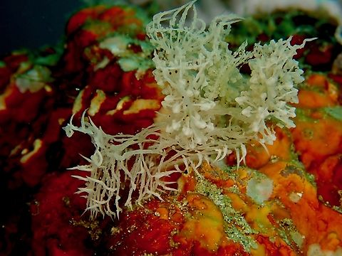 Holy Grail of Nudibranch Not colourful like typical Nudibranch but their uniqueness and the difficulty of finding them makes this species a highly sought after critter among Underwater Macro Photographers and with some calling it the Holy Grail of Nudibranch! Anilao,Batangas,Coleman's Melibe,Melibe colemani,Nudibranch,Philippines