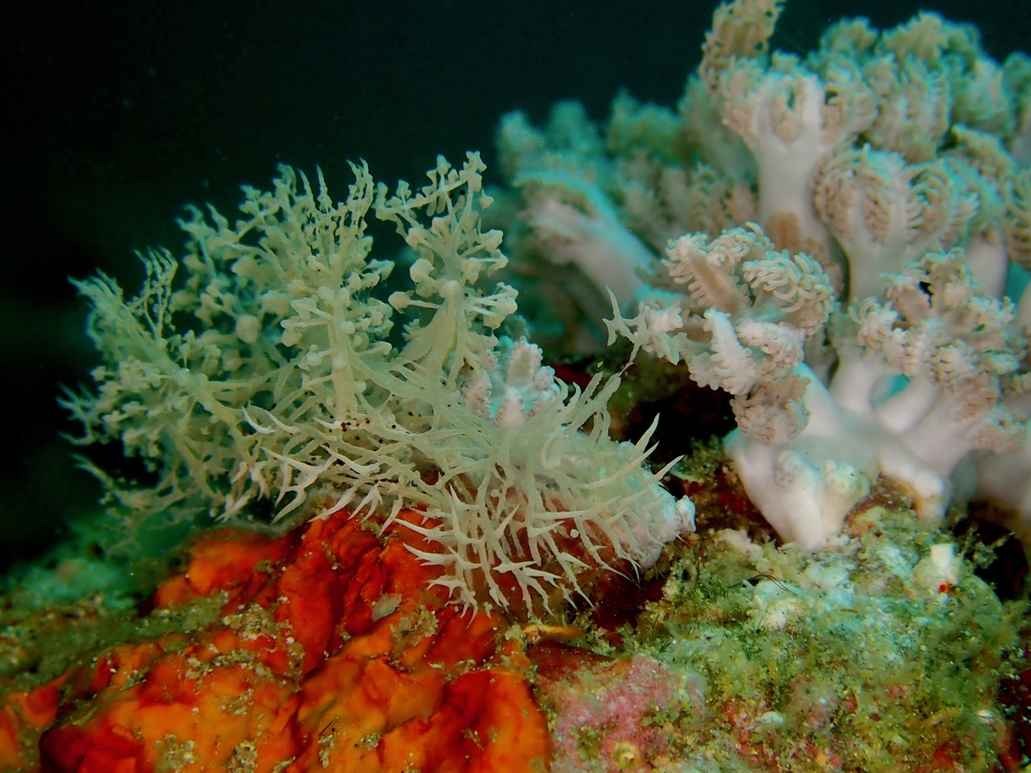 Just a Coral? Nudibranch - Melibe colemani next to its food source, Xenia sp. corals.<br />
It can be very difficult to see them when they are feeding/hiding among the Xenia corals due to the similar colours and markings which makes great camouflage.     Anilao,Batangas,Coleman's Melibe,Melibe colemani,Nudibranch,Philippines