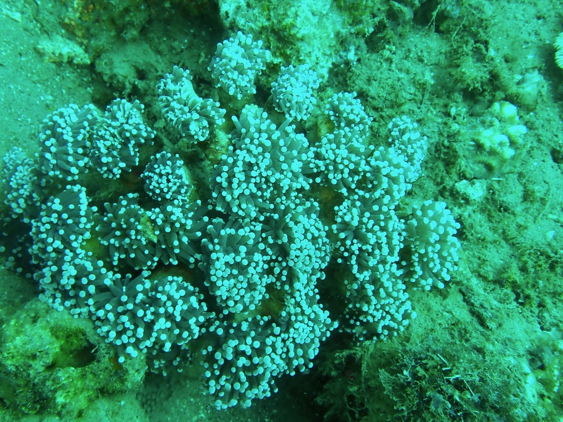 Torch Corals - Euphyllia glabrescens This Torch Corals - Euphyllia glabrescens is listed as Near Threatened under the IUCN Red List Anilao,Batangas,Coral,Euphyllia glabrescens,Philippines,Stony Coral,Torch Coral
