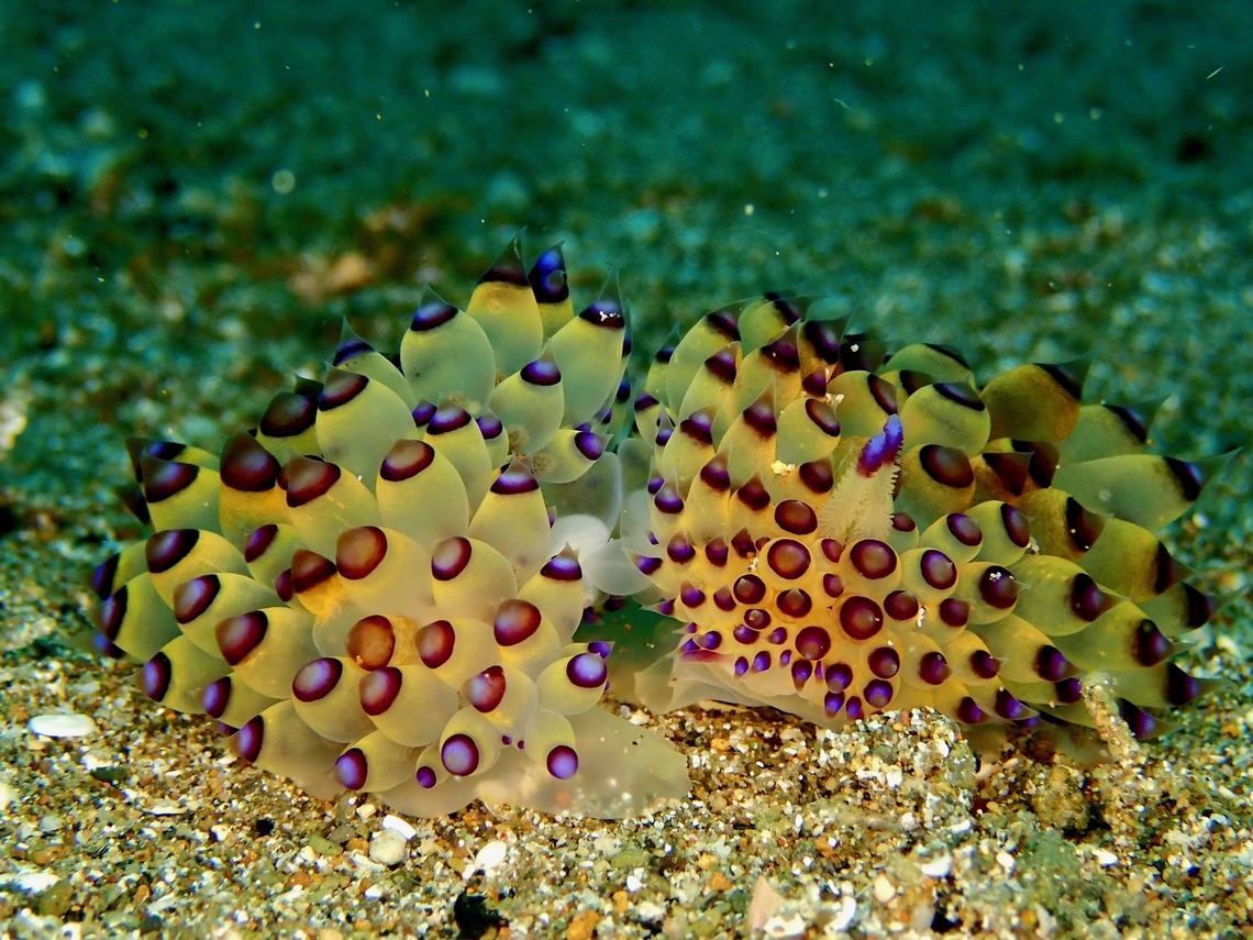 Pair of Nudibranch - Janolus savinkini         Anilao,Batangas,Janolus savinkini,Nudibranch,Philippines,Purple-tipped janolus
