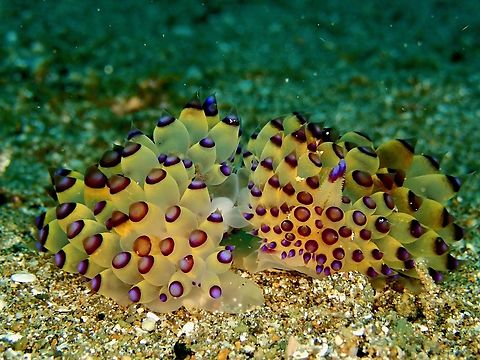 Pair of Nudibranch - Janolus savinkini         Anilao,Batangas,Janolus savinkini,Nudibranch,Philippines,Purple-tipped janolus