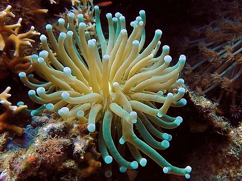 Long-Tentacled Plate Corals - Heliofungia actiniformis This species of Plate Corals is listed as Vulnerable under the IUCN Red List. Anilao,Batangas,Corals,Heliofungia actiniformis,Long-Tentacled Plate Corals,Philippines,Plate Corals