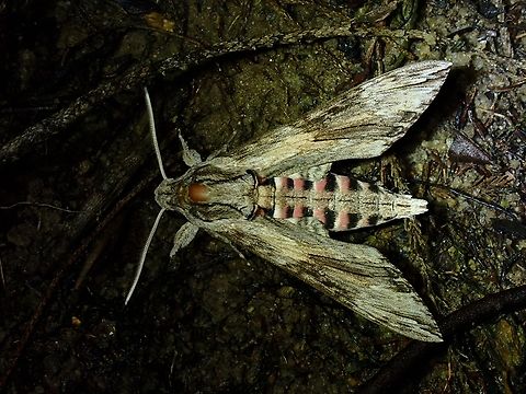 Convolvulus Hawkmoth - Agrius convolvuli  Agrius convolvuli,Convolvulus Hawkmoth,Hawkmoth,Malaysia,Moth,Penang