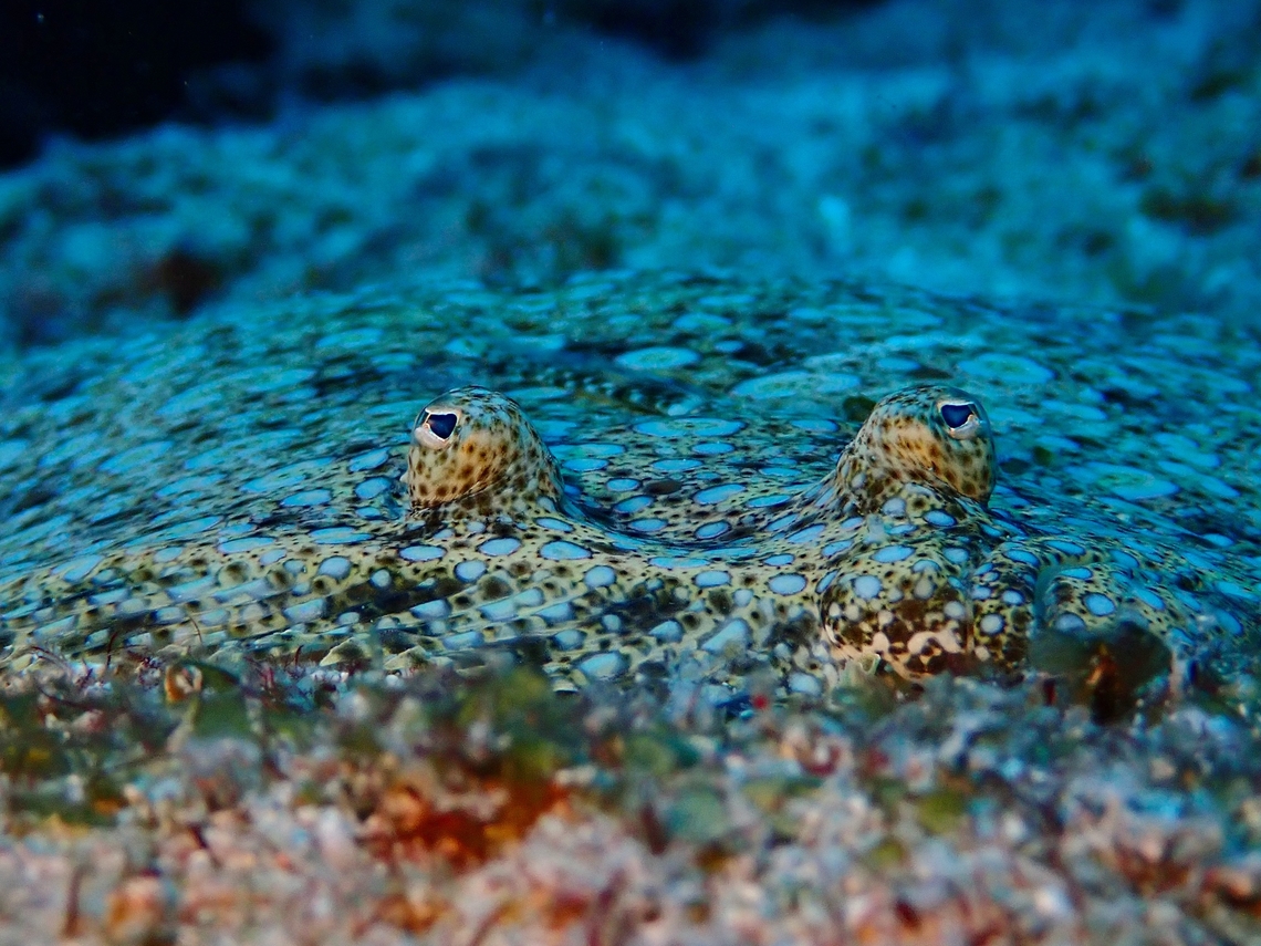 Peacock Flounder - Bothus mancus  Bothus mancus,Fish,Flounder,Maldives,Peacock Flounder