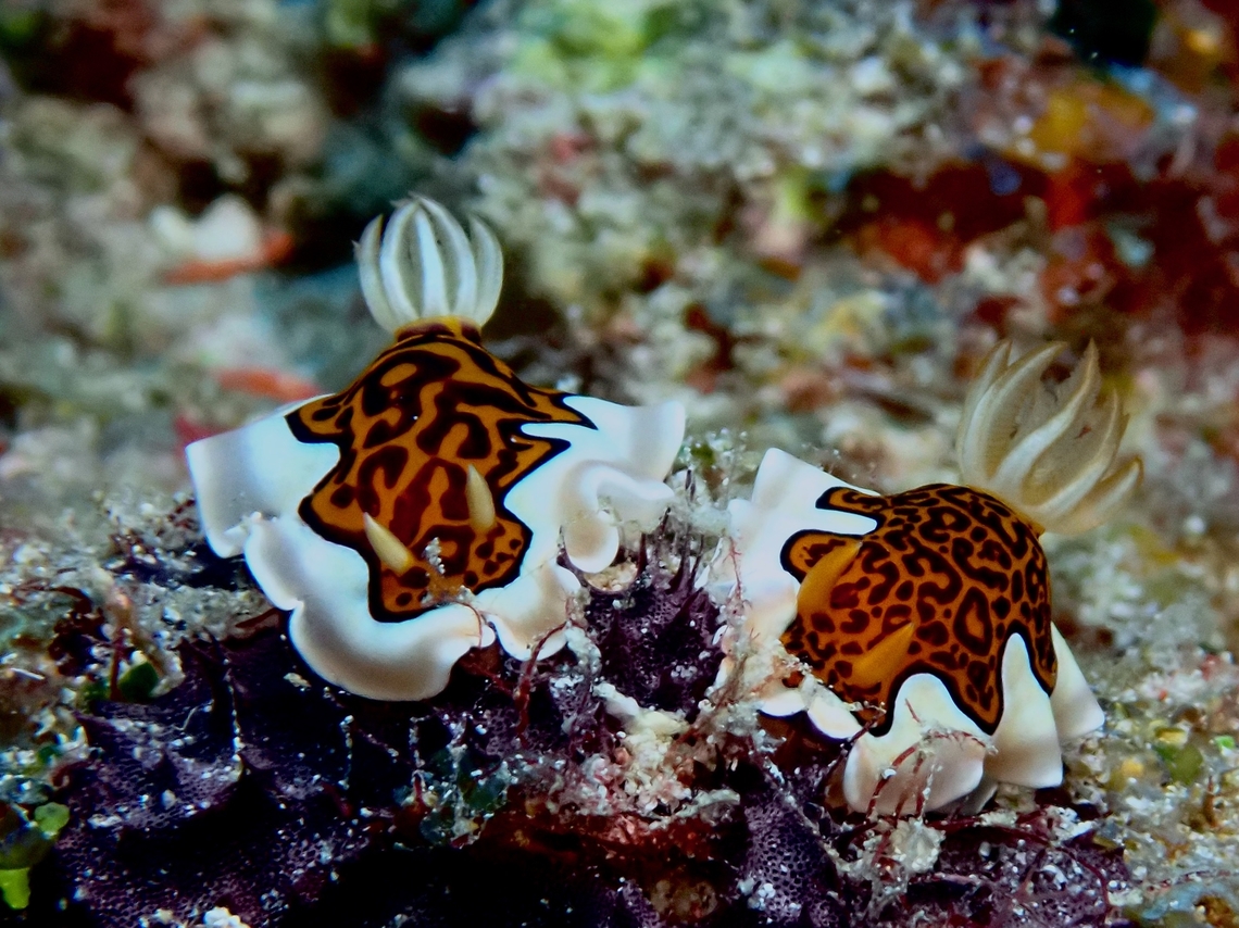 Nudibranch - Goniobranchus gleniei  Goniobranchus gleniei,Maldives,Nudibranch