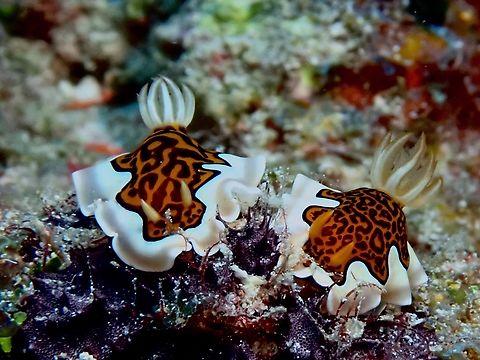 Nudibranch - Goniobranchus gleniei  Goniobranchus gleniei,Maldives,Nudibranch