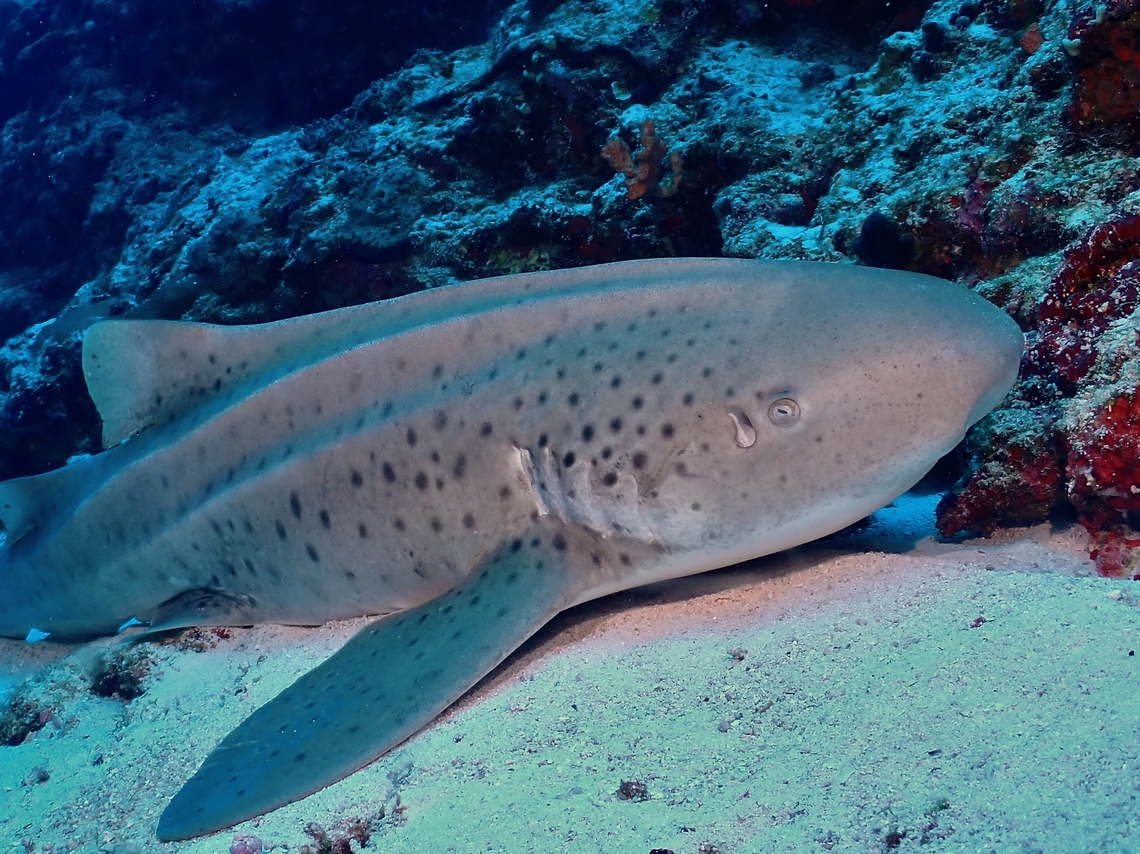 Zebra Shark - Stegostoma tigrinum Previously known as Stegostoma fasciatum, updated ID should be Stegostoma tigrinum Fish,Maldives,Shark,Stegostoma fasciatum,Stegostoma tigrinum,Zebra Shark