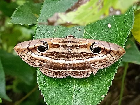 Owlet Moth - Spirama retorta  Malaysia,Moth,Owlet Moth,Penang,Spirama retorta