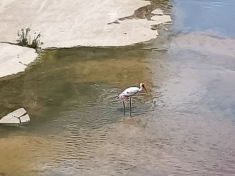 Painted Stork - Mycteria leucocephala  Bird,Malaysia,Mycteria leucocephala,Painted Stork,Selangor,Stork