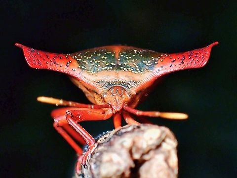 Shield Bug - Pygoplatys validus  Malaysia,Pygoplatys validus,Sabah,Shield Bug