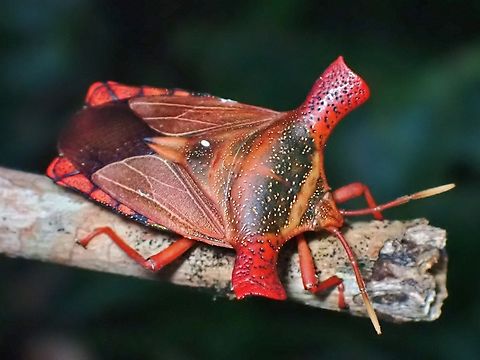 Shield Bug - Pygoplatys validus  Malaysia,Pygoplatys validus,Sabah,Shield Bug