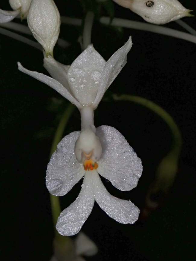 Orchid - Calanthe beamanii  Calanthe beamanii,Flowers,Malaysia,Orchid,Sabah