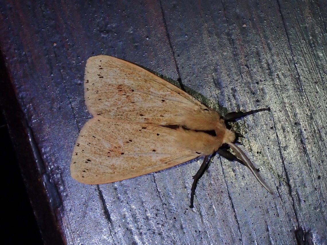 Tiger Moth - Spilosoma cervina  Malaysia,Moth,Sabah,Spilarctia cervina,Tiger Moth