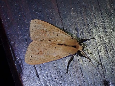 Tiger Moth - Spilosoma cervina  Malaysia,Moth,Sabah,Spilarctia cervina,Tiger Moth