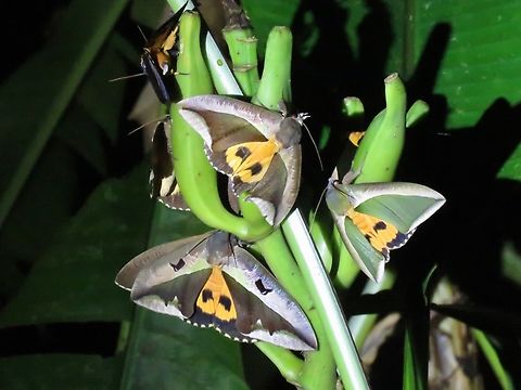 Fruit-Piercing Moth #1 - Eudocima dividens Saw this cluster of Fruit-Piercing Moths and noticed that one of them have light green markings, and the rest are dark green to brown markings.
Eudocima dividens is the ID of Moths on the left, with the dark green to brown markings.                                Eudocima dividens,Fruit-Piercing Moth,Malaysia,Moth,Sabah