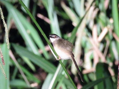 Yellow-Bellied Prinia - Prinia flaviventris                                 Bird,Malaysia,Prinia flaviventris,Sabah,Yellow-Bellied Prinia