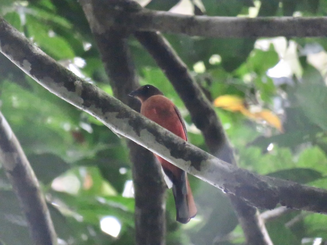 Scarlet-Rumped Trogon - Harpactes duvaucelii                                 Bird,Harpactes duvaucelii,Malaysia,Sabah,Scarlet-rumped trogon,Trogon