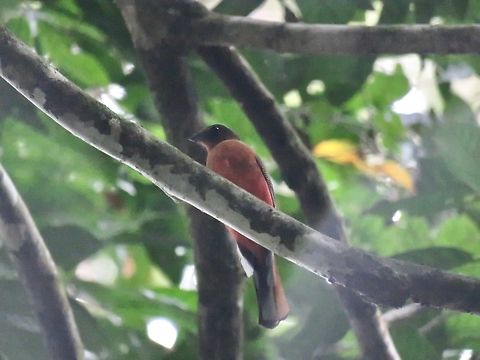 Scarlet-Rumped Trogon - Harpactes duvaucelii                                 Bird,Harpactes duvaucelii,Malaysia,Sabah,Scarlet-rumped trogon,Trogon