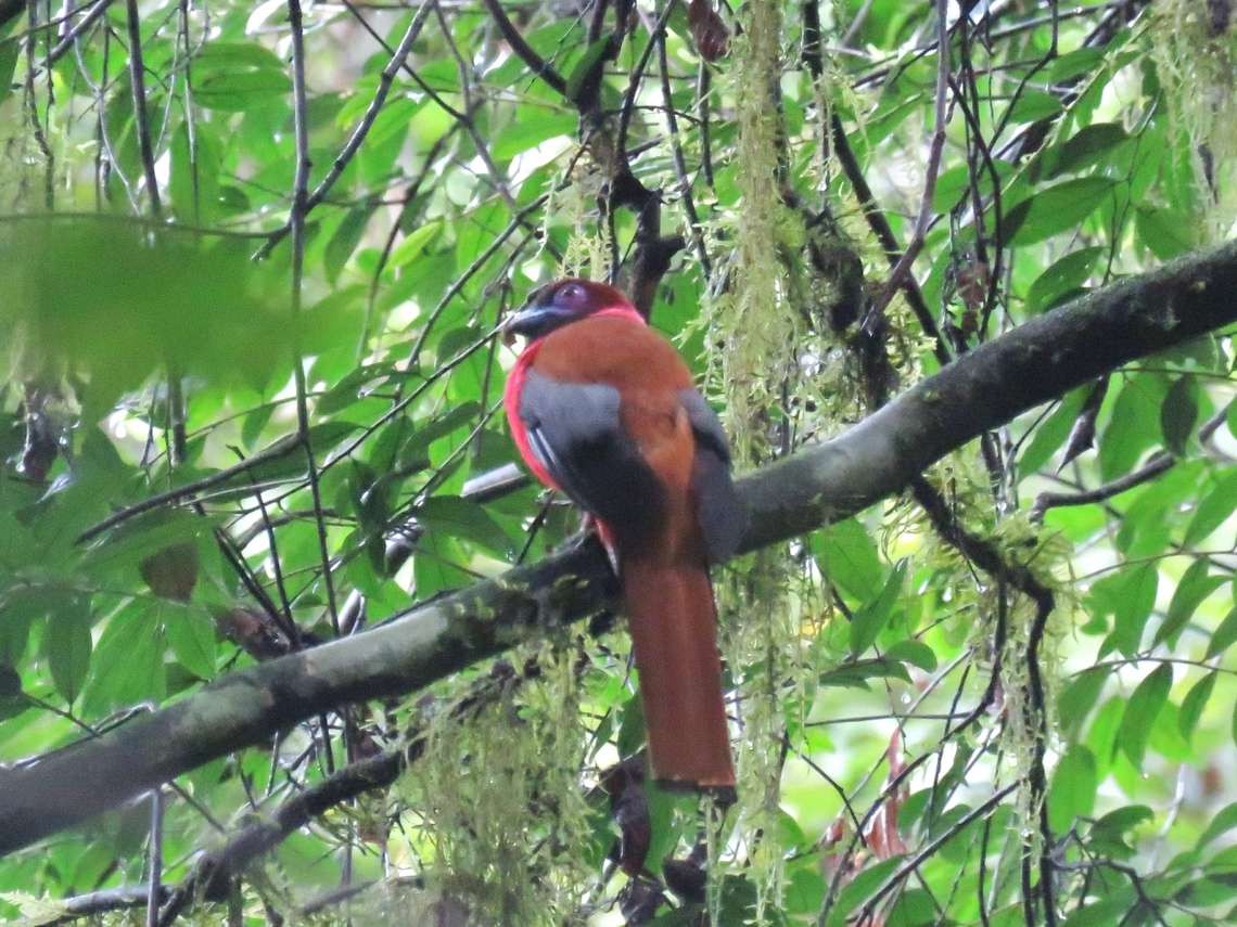 Diardi's Trogon - Harpactes diardii                                 Bird,Diard's trogon,Diardi's Trogon,Harpactes diardii,Malaysia,Sabah,Trogon