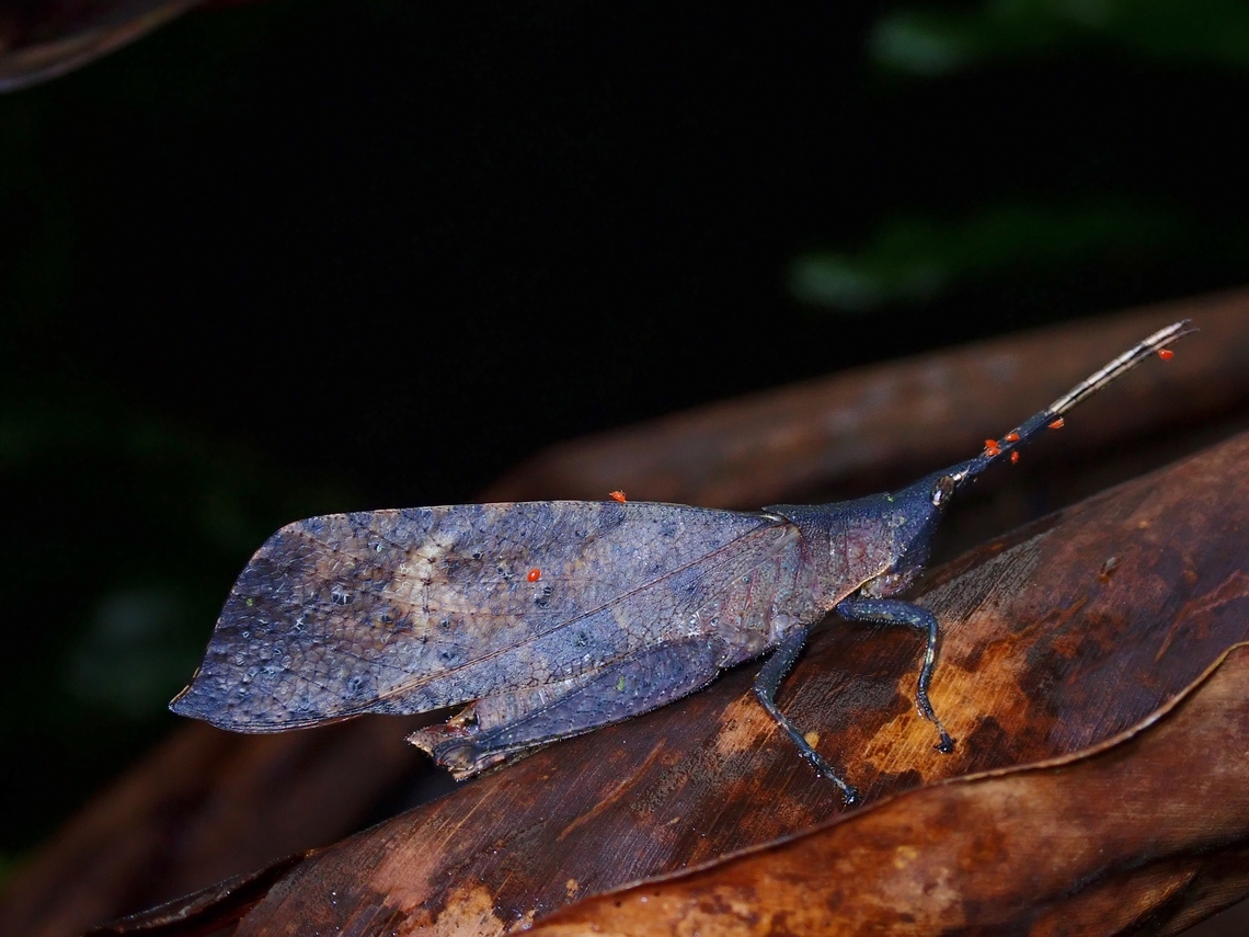 Leaf Grasshopper - Trigonopteryx hopei Leaf Grasshopper - Trigonopteryx hopei, with mites Grasshopper,Leaf Grasshopper,Malaysia,Sabah,Trigonopteryx hopei