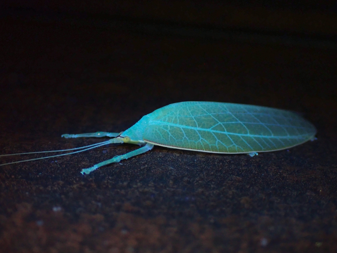 Leaf Katydid - Morsimus quadratus Effects under UV lighting. Leaf Katydid,Malaysia,Morsimus quadratus,Sabah,Ultra Violet Light