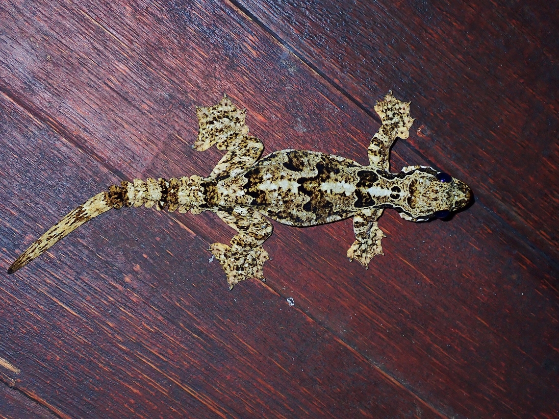 Horsfield's Flying Gecko - Gekko horsfieldii In reality, this Geckoes does not fly but capable of gliding from tree top using skin flaps on the side of it's body and it's highly webbed feet.<br />
<br />
Saw 2 of them just outside our Resort Room as it looks like they have adapted well to human environment as the lights outside our rooms attracts lots of bugs at night and this Geckoes has easy picking of the bugs. Gecko,Gekko horsfieldii,Horsfield's Flying Gecko,Malaysia,Sabah