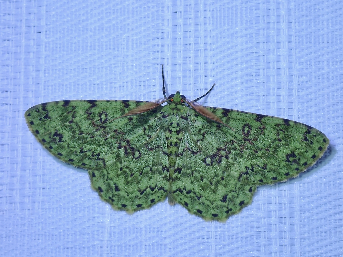 Geometrid Moth - Ophthalmitis viridior This Moth was attracted to our balcony lights at night, which I intentionally left on. Geometrid Moth,Malaysia,Moth,Ophthalmitis viridior,Sabah