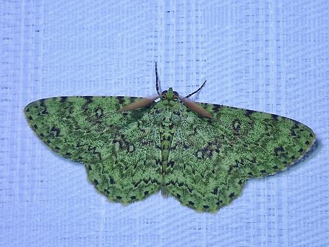 Geometrid Moth - Ophthalmitis viridior This Moth was attracted to our balcony lights at night, which I intentionally left on. Geometrid Moth,Malaysia,Moth,Ophthalmitis viridior,Sabah