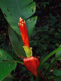 Flowers of Banana - Musa beccarii Banana,Flowers,Malaysia,Musa beccarii,Sabah