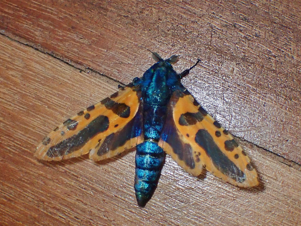 Leopard Moth - Chalcidica mineus  Chalcidica minea,Leopard Moth,Malaysia,Moth,Sabah