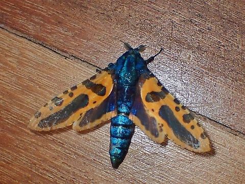 Leopard Moth - Chalcidica mineus  Chalcidica minea,Leopard Moth,Malaysia,Moth,Sabah